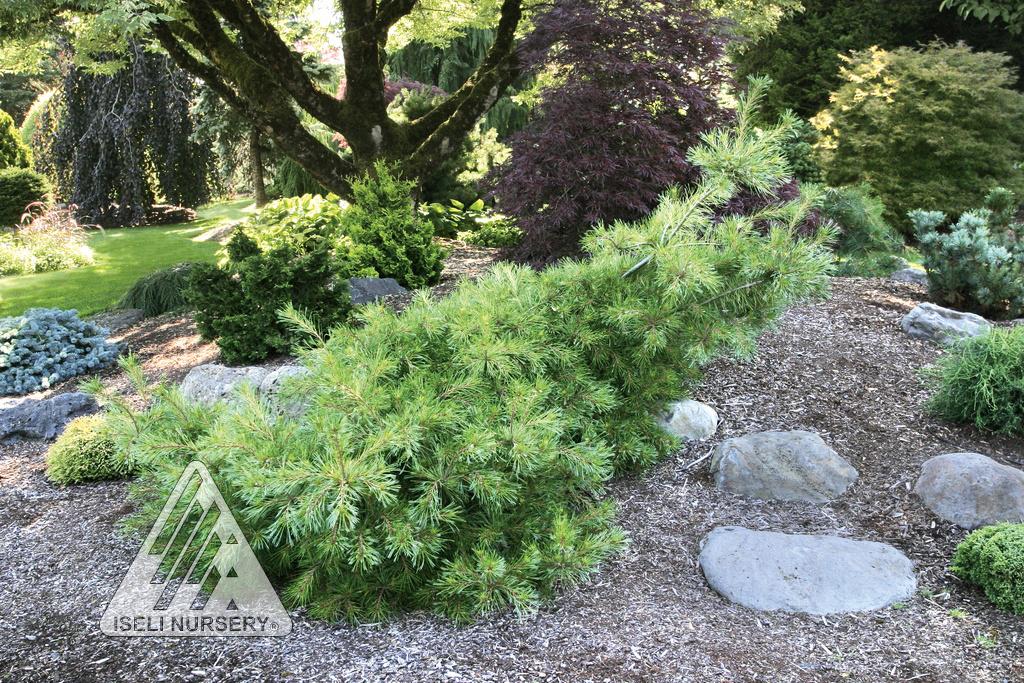 Pinus strobus 'Niagara Falls' from Hickory Hollow Nursery and Garden